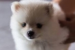 Lovely Pomeranian puppies looking for a new home